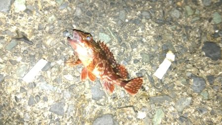 メバルは渋いが、小浜港でセイゴ乱舞